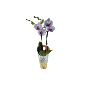 Enjoy Potcover Phal I Am Goya Bubblegum 2T14+(24 uur levertijd)