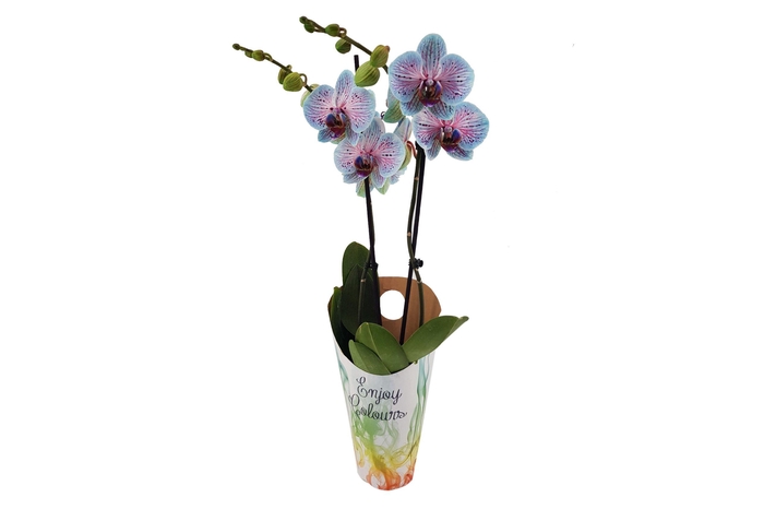 <h4>Enjoy Potcover Phal I Am Goya Bubblegum 2T14+(24 uur levertijd)</h4>