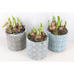 arr4 Narcis MB - Ker. potje bleu modern x6