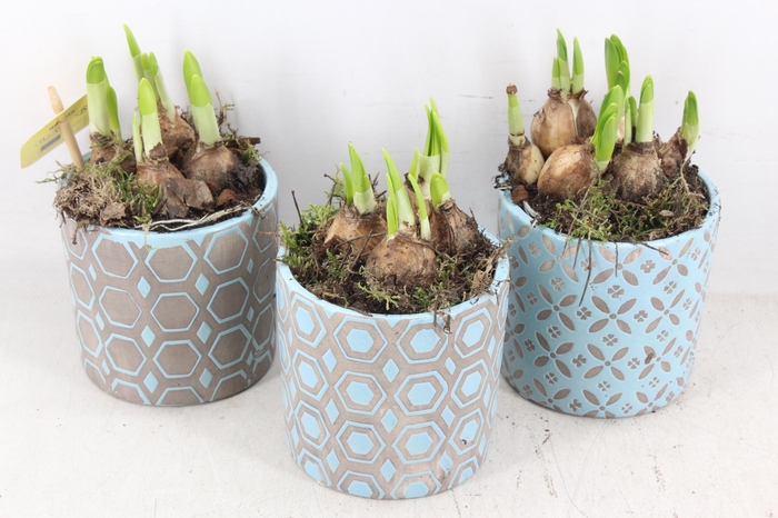 <h4>arr4 Narcis MB - Ker. potje bleu modern x6</h4>