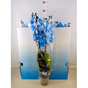 Phalaenopsis   ...
