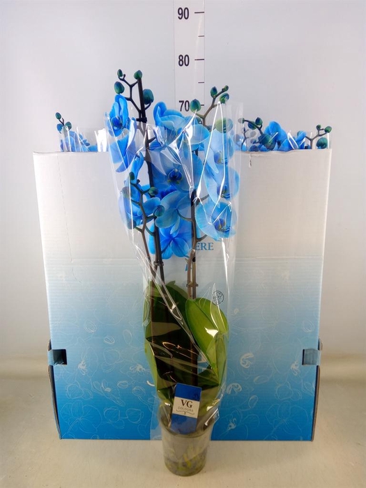 <h4>Phalaenopsis   ...</h4>