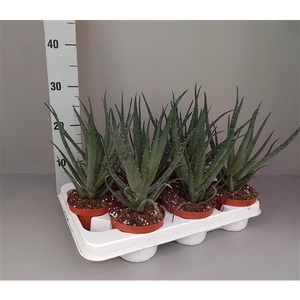 Aloe arborescens 10.5