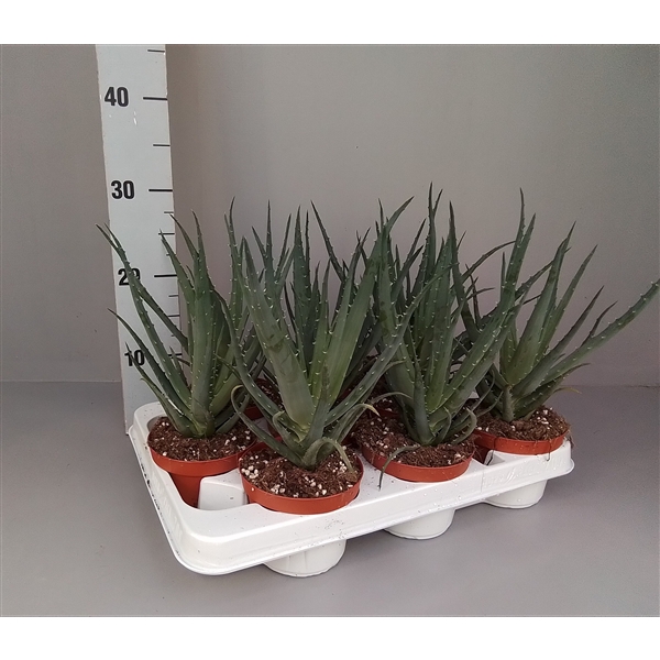 <h4>Aloe arborescens 10.5</h4>