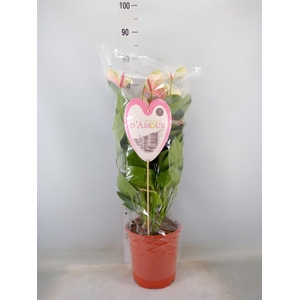 Anthurium andr. 'Fantasy Love'