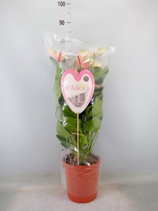 <h4>Anthurium andr. 'Fantasy Love'</h4>
