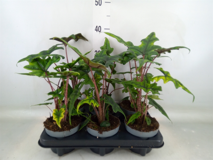 <h4>Alocasia   ...</h4>