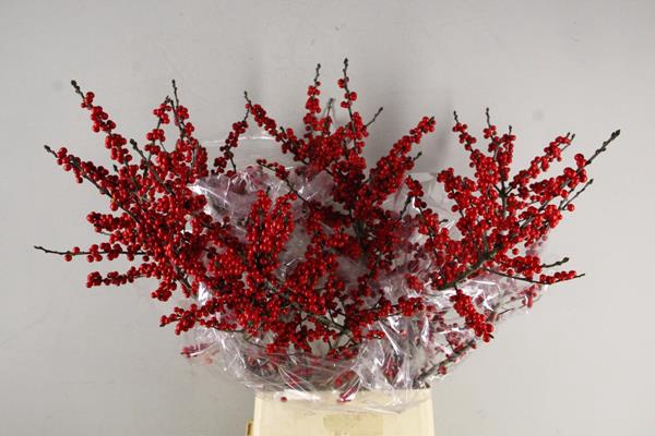 <h4>Ilex Verticilata Artistiek</h4>