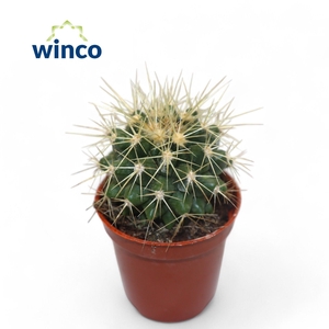 ECHINOC GRUSONII