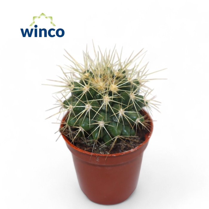 <h4>Echinocactus Grusonii</h4>