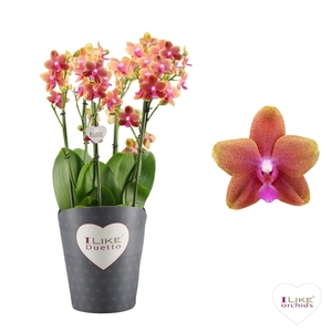 Duetto Bolgheri Multi 60+ (scented)