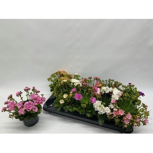 LEWI CO HAPPY CO GEM