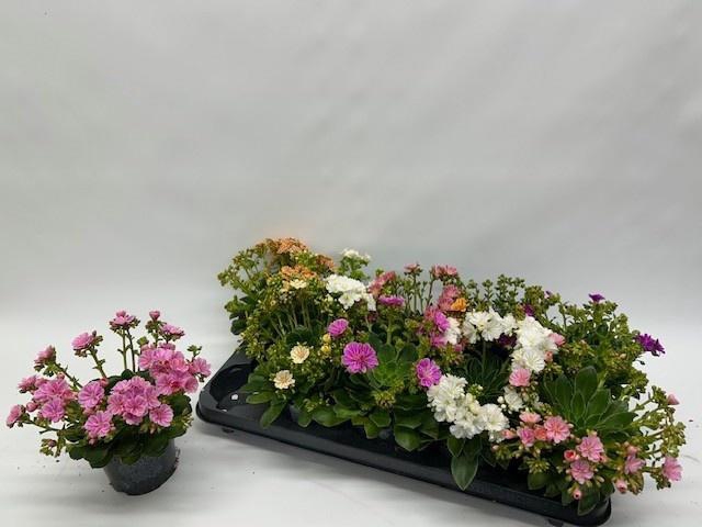 <h4>LEWI CO HAPPY CO GEM</h4>