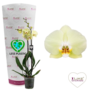 Phalaenopsis Golden Coin - 2 tak 70cm (Less Plastic)