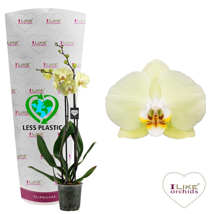 <h4>Phalaenopsis Golden Coin - 2 tak 70cm (Less Plastic)</h4>