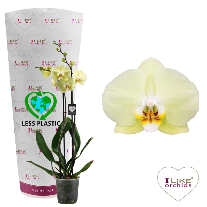 <h4>Phalaenopsis Golden Coin - 2 tak 70cm (Less Plastic)</h4>