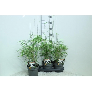 Fargesia Robusta Campbell
