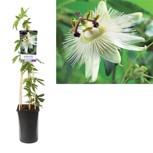 Passiflora 'Constance Elliott' +light label