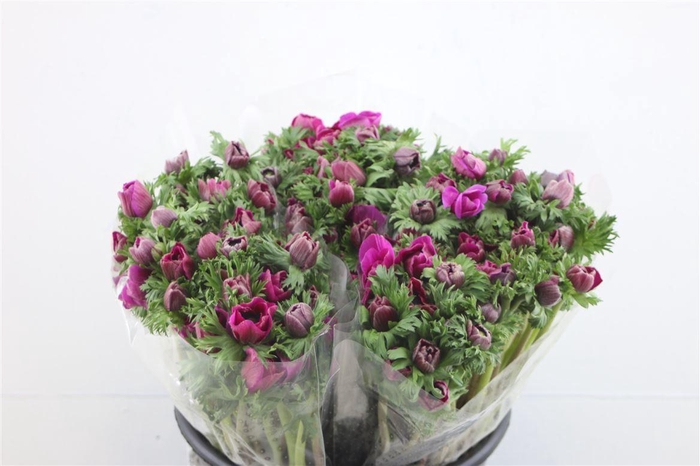 <h4>Anem Ex Purple</h4>