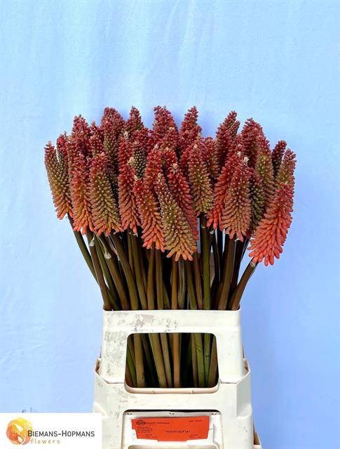 <h4>KNIP ALCAZAR</h4>