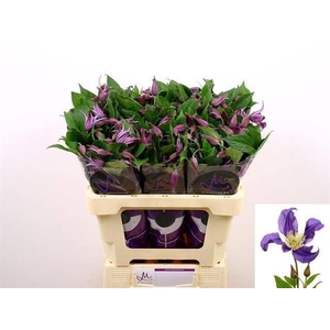 CLEM DI BL PIROUETTE