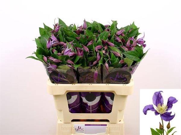 <h4>CLEM DI BL PIROUETTE</h4>