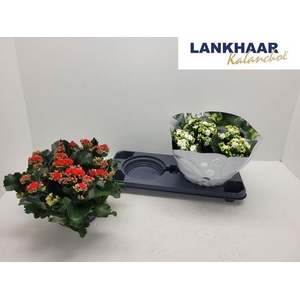 KALAN CALAN XMAS MIX P23