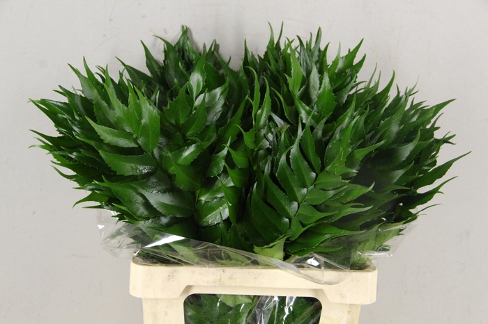 <h4>HOLLY FERN</h4>