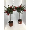 Callistemon citrinus 24Ø 60cm