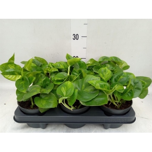 Epipremnum pinn. 'Global Green'