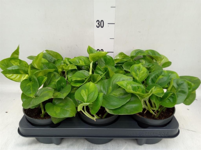 <h4>Epipremnum pinn. 'Global Green'</h4>
