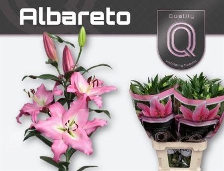 <h4>Li Ot Albareto 5+</h4>