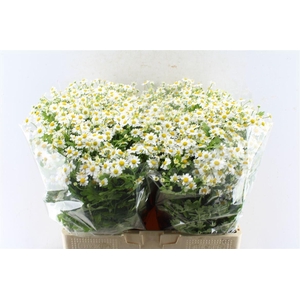 Tanacetum Single Vegmo