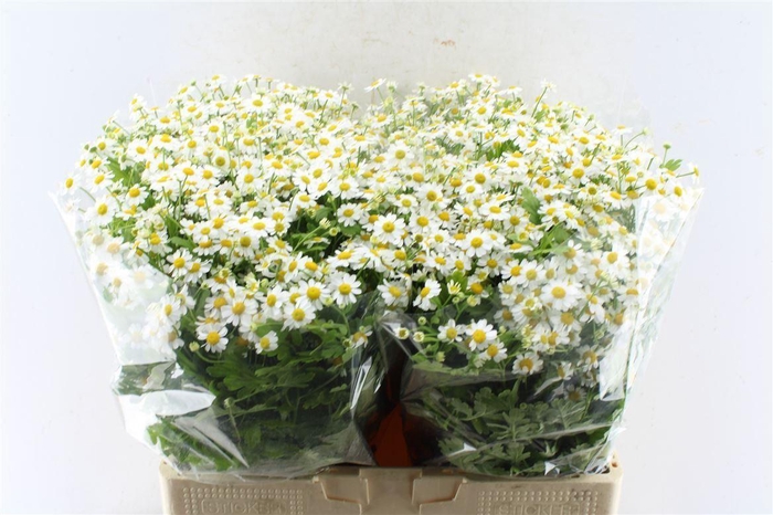 <h4>Tanacetum Single Vegmo</h4>