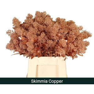 Skimmia paint copper