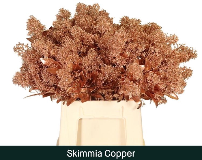 <h4>Skimmia paint copper</h4>