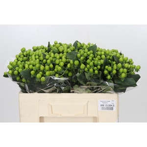 Hypericum Lucky Romance