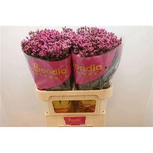 Lim Sin Tiffany Diamond