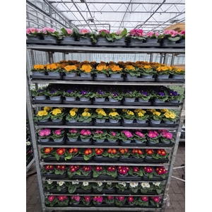 PRIM AC PARADISO GEM