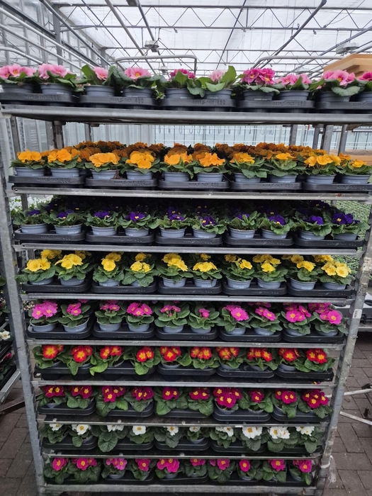 <h4>PRIM AC PARADISO GEM</h4>