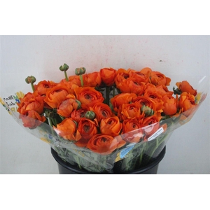 Ran Cloni Sup Mandarino