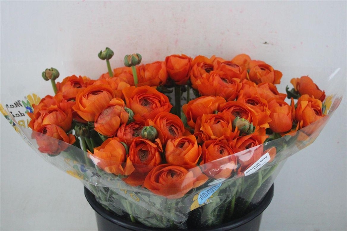 <h4>Ran Cloni Sup Mandarino</h4>