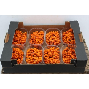Sier Sorbusbes Orange X8