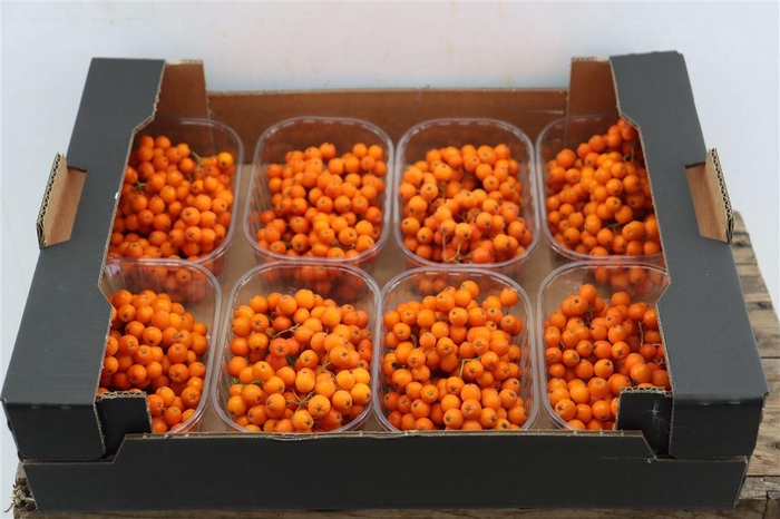 <h4>Sier Sorbusbes Orange X8</h4>