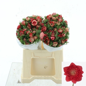 ANEM CO FSTAR GL RED