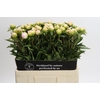 Paeonia Miss America