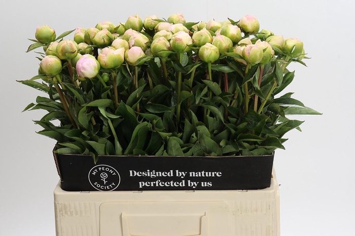 <h4>Paeonia lactiflora 'Miss America'</h4>