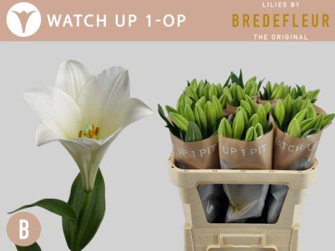 <h4>LI LF WATCH UP 1 pit kort</h4>