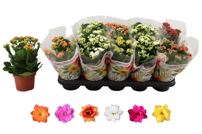 <h4>KAL GE RO GEM 6 KL</h4>