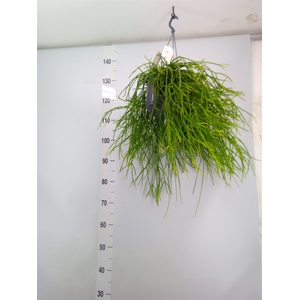 Rhipsalis pulchra